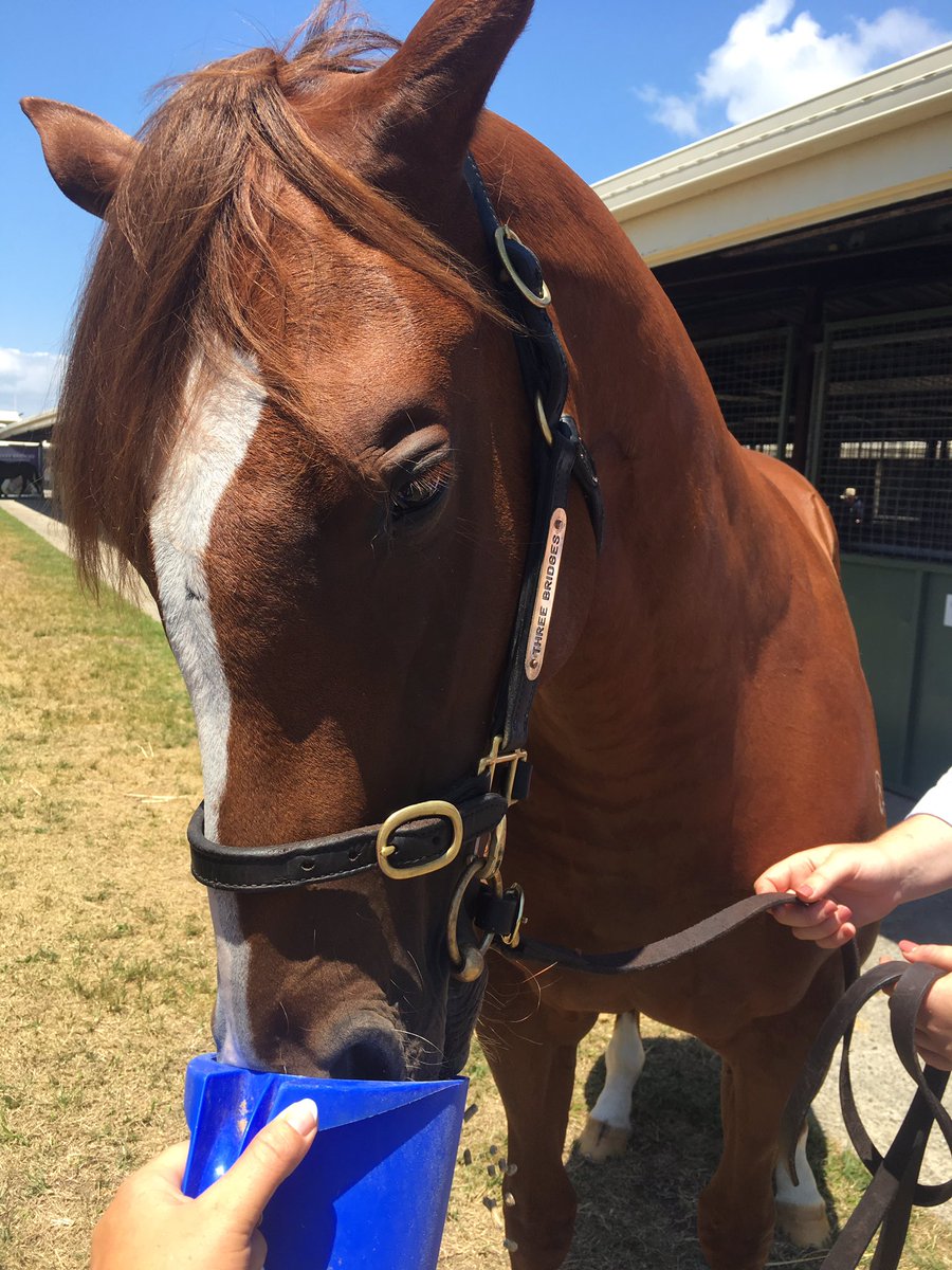 ChrissyBambry's tweet photo. Spoiling the Queen before she goes through the sale ring today #loveher #Lot600 #MoreThanReady #AbsolutelyFabulous https://t.co/amqnT8Cdoc