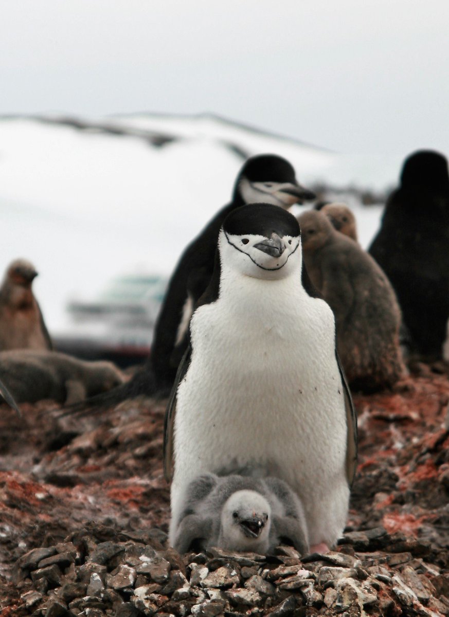 tveitdal's tweet photo. With @Hurtigruten to Antarctica. Ring Penguins and Brown Skua at Half Moon Island @TMWestergaard https://t.co/7zKbbNOh9Y