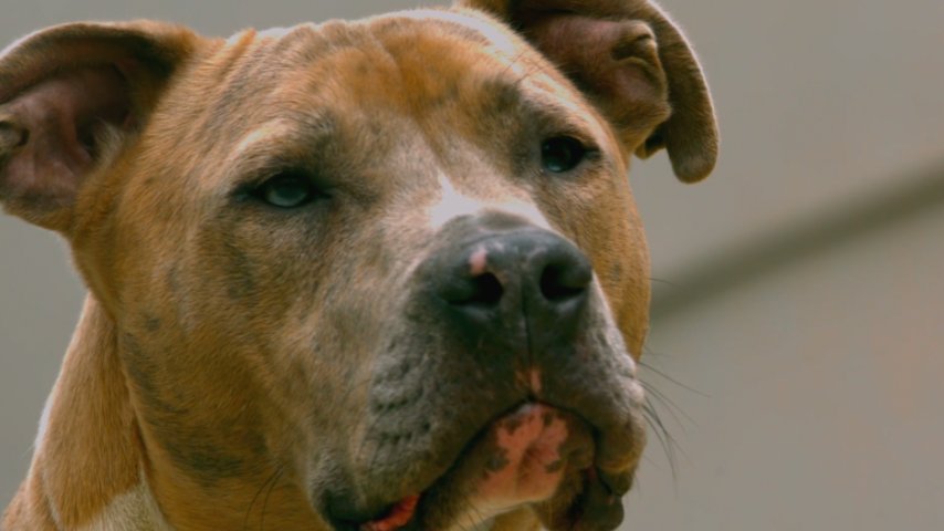 Estudiante de la <a href="/UNAM_MX/">UNAM</a> desarrolla croqueta anticonceptiva para perros | <a href="/Cecy_BArce/">Cecilia Borja</a> bit.ly/2ilpx3Z