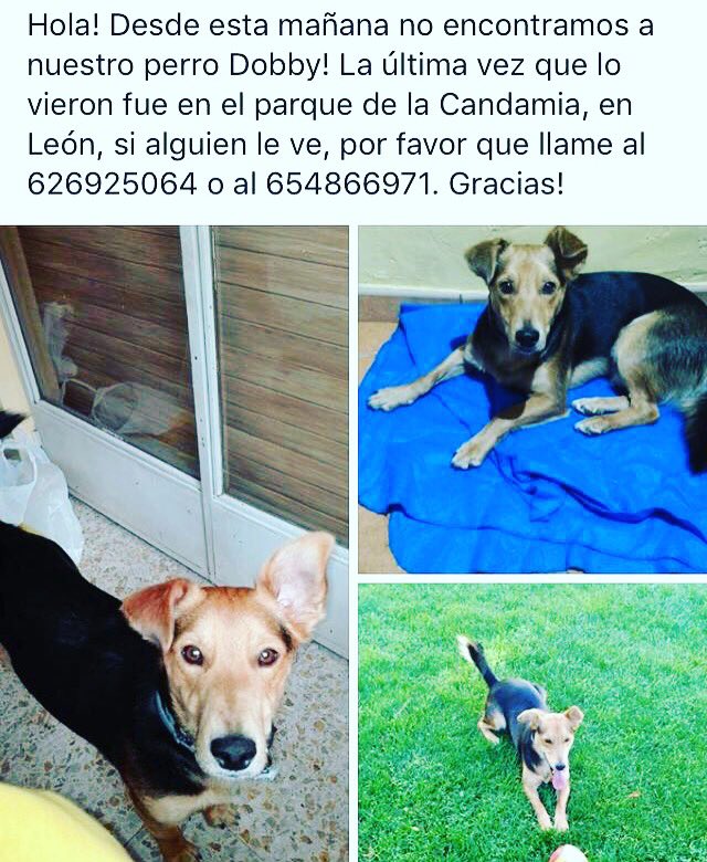 ElInformerULE's tweet photo. Difusión para que sus dueños lo encuentren por favor 😭 https://t.co/DLgq4oMAdi