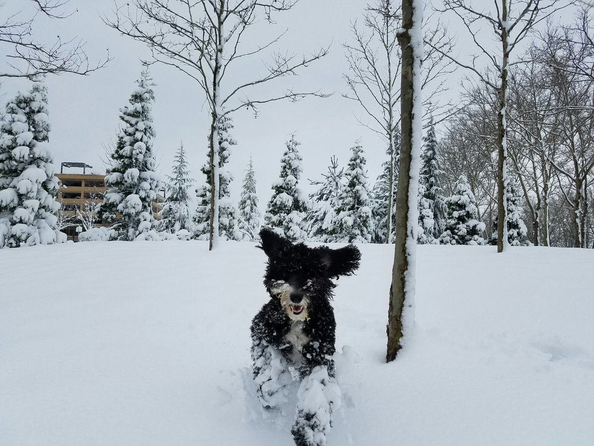 HRAnnieBB's tweet photo. Ziggy loves the Portland snow!
#SnowDay #LovePortland #LoveDogs #HRAnnieConsulting #HRIsCool #BackgroundBrief https://t.co/TFyfaLZTKw