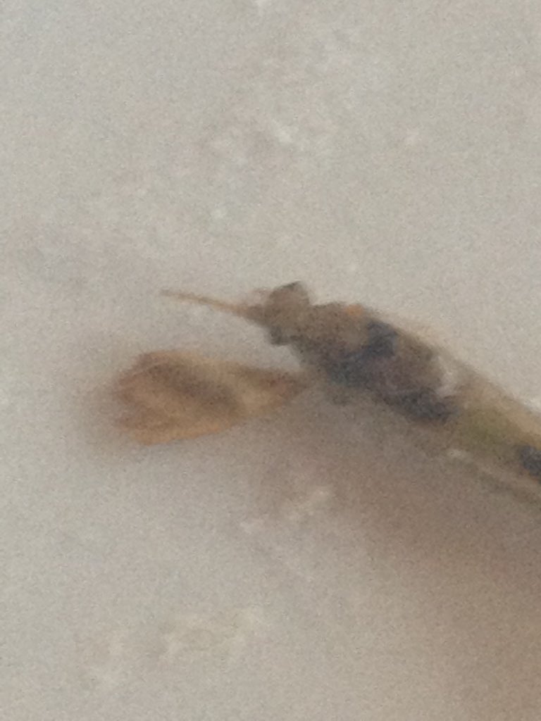 @Cotesia# please can you ID this?