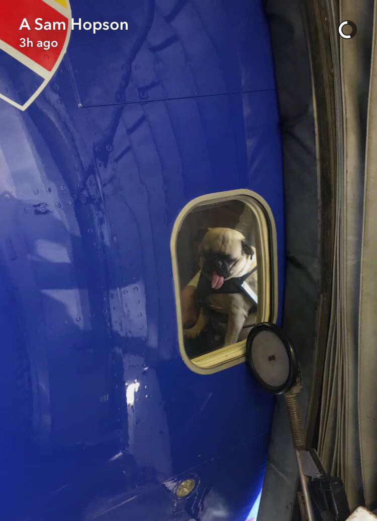 HopsonSam's tweet photo. Here's a pic I took of a dog wearing a camo vest on my plane in case you were having a bad day https://t.co/q0zrN5q56a