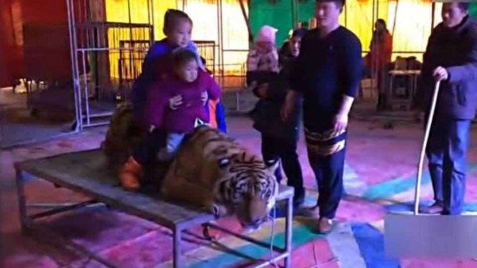LANACION's tweet photo. [VIDEO] Ataron brutalmente a un tigre para que los chicos se sienten en él y se saquen fotos https://t.co/GnHUAPQ0wg https://t.co/jbkTP0Cy7J