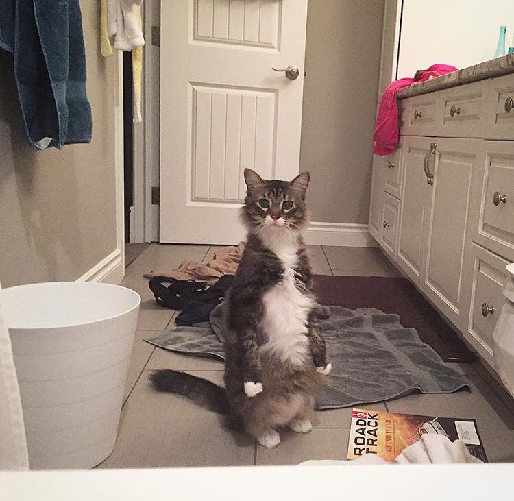 October cat cafe alum, Sakura, is so comfy in her forever home that she lets it all hang out. #edmontoncatcafe #muttlovephotography