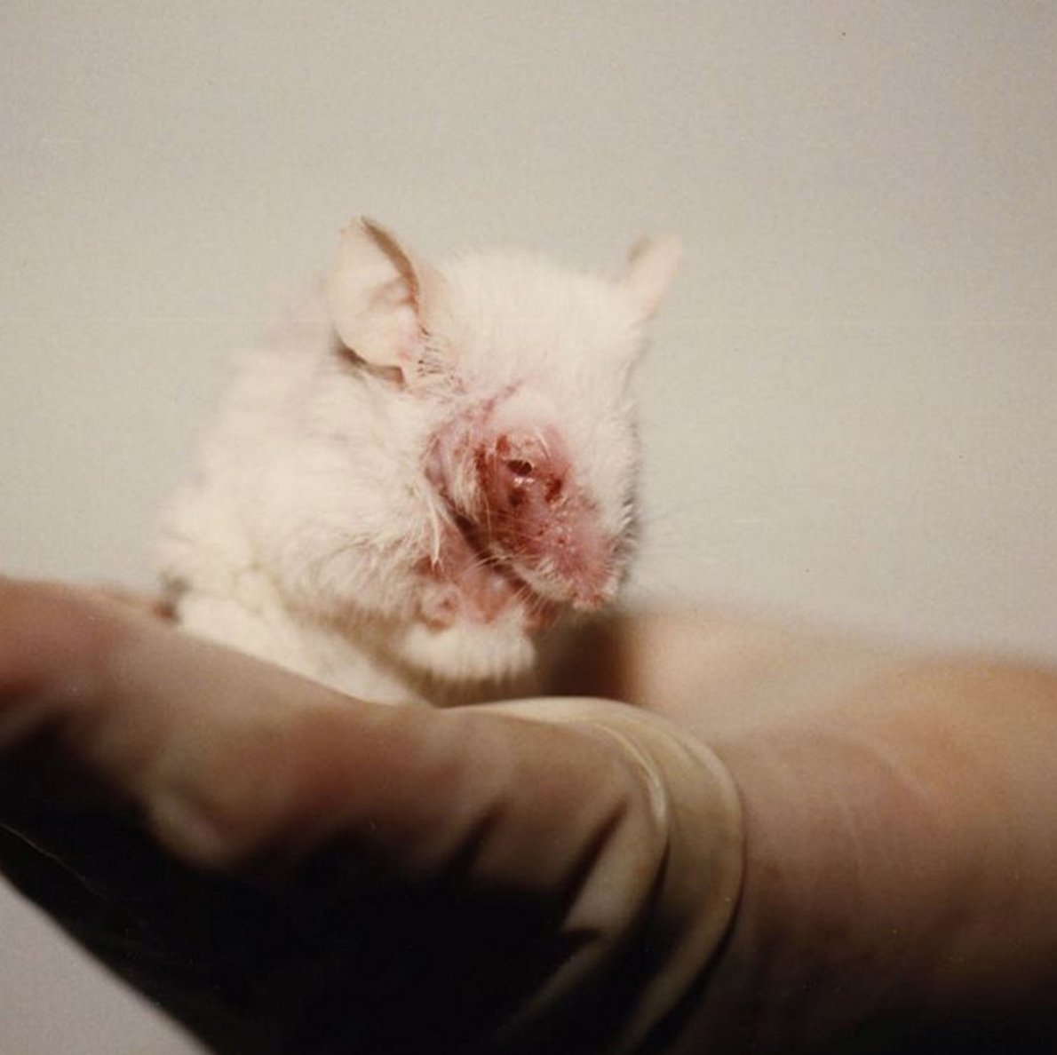 Peta On Twitter Mice And Rats Feel Pain Fear Loneliness And Joy Just Like We Do Animals Are Notanexperiment Stopanimaltests