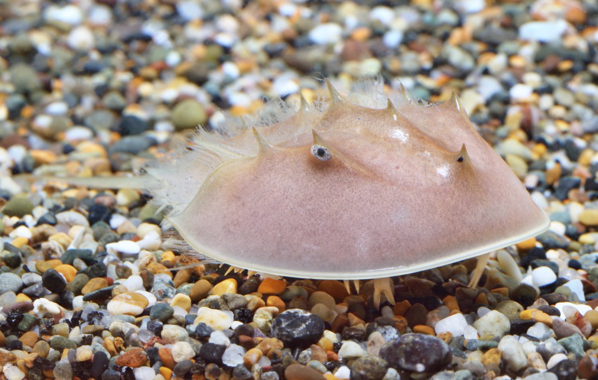 MontereyAq's tweet photo. Throwback to 2013 and our Secret Lives of Seahorses special exhibit which included an unexpected resident—this juvenile horseshoe crab! https://t.co/K9rUATnZ1H