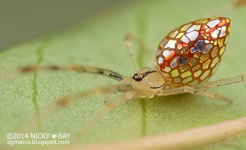 scifri's tweet image. This spider certainly knows how to catch your eye. scifri.me/4uuvlx
