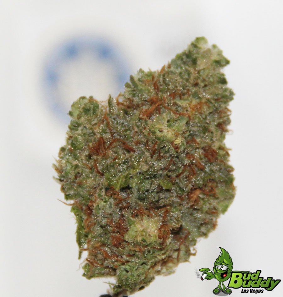BudBuddyLV's tweet photo. #SupermanOG from @SummaCannabis &amp; @LVMarijuana potent flower testing at just over 20% #THC great OG smell and couch lock effects #Lasvegas https://t.co/Sw4X0bB7IA