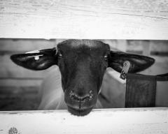 Places in Wallowa County Art Show runs Jan 6-Feb 27. #traveloregon #art #OregonArtist