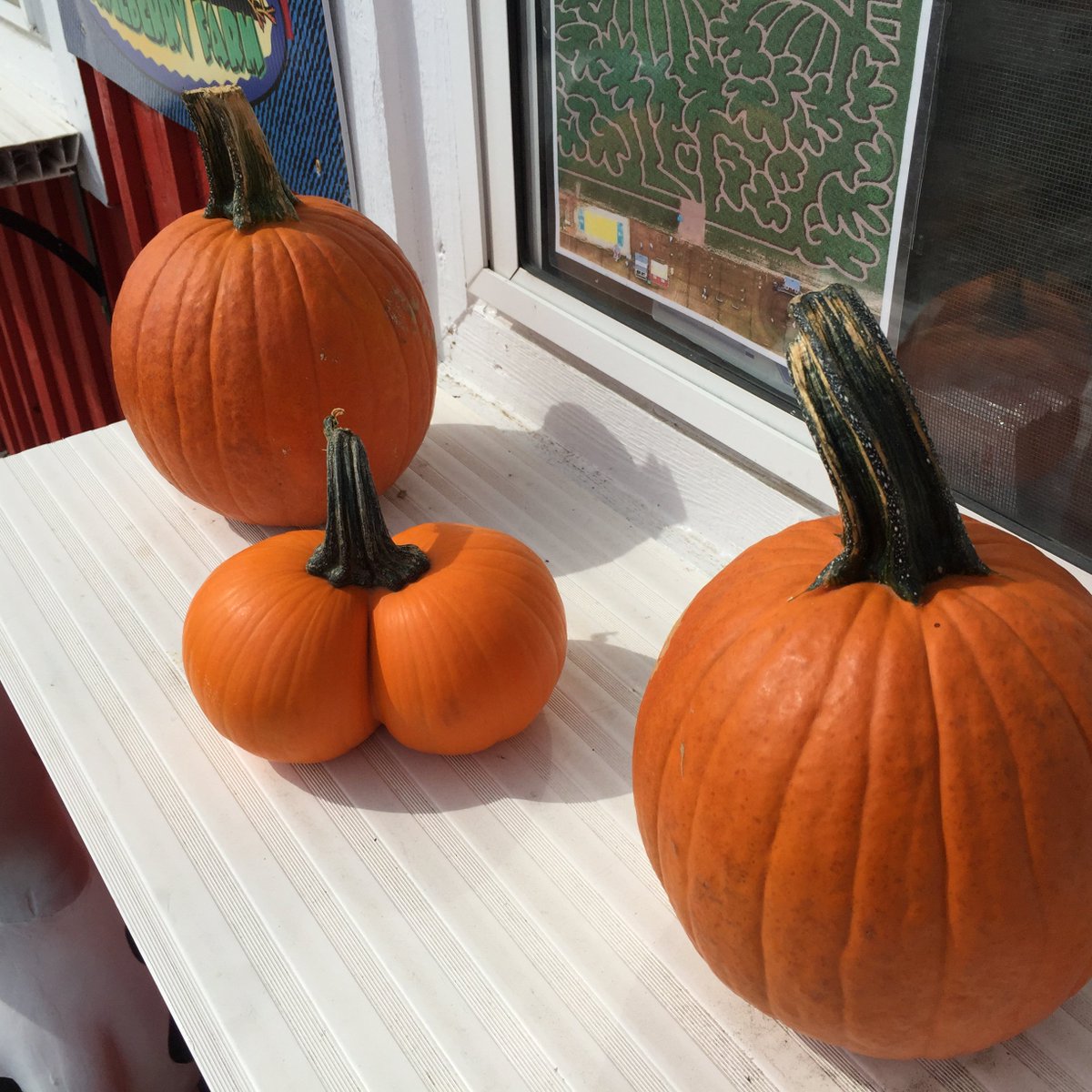 kackleberryfun's tweet photo. Sometimes they look like pumpkins and sometimes they look like... well, you know. https://t.co/IKaj9NwAvZ