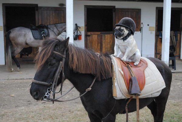 FitKibble's tweet image. That's right... a pug on a horse
