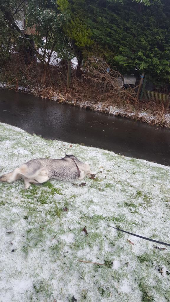 Life_of_Tygo's tweet photo. Taken moments after he thought he could stand on thin ice water lol. He pretty much fell in #snow #husky 😅😅😅🐺❄☁ https://t.co/WAEi5jaCDk