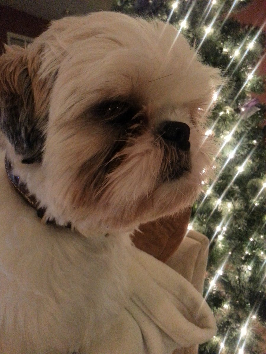 DJMadKidJedi's tweet photo. Could this kid be #cuter? #Max #WildThing #AnswerNO #ShihTzu @MadkidMistress #lifeisbetterintherealm https://t.co/V47NZWCRjG