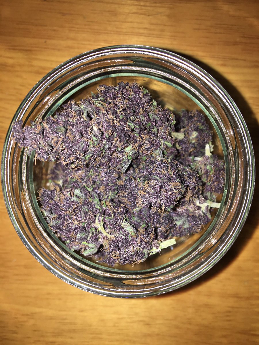 lasquejasdenori's tweet photo. El último porro😢 #purpleauto 💜💜💜💜💜💜💜💜 https://t.co/Oy0Mfn9Eqt