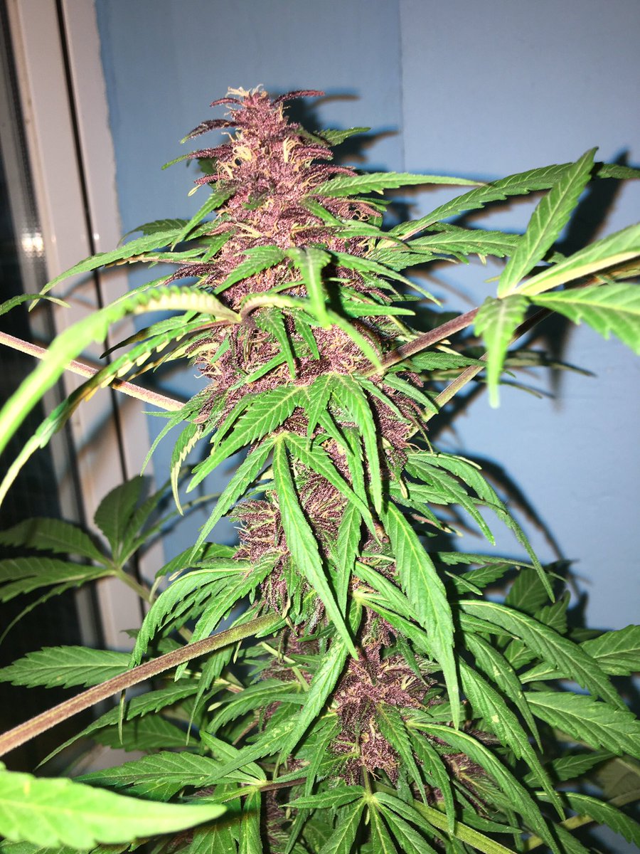 lasquejasdenori's tweet photo. El último porro😢 #purpleauto 💜💜💜💜💜💜💜💜 https://t.co/Oy0Mfn9Eqt