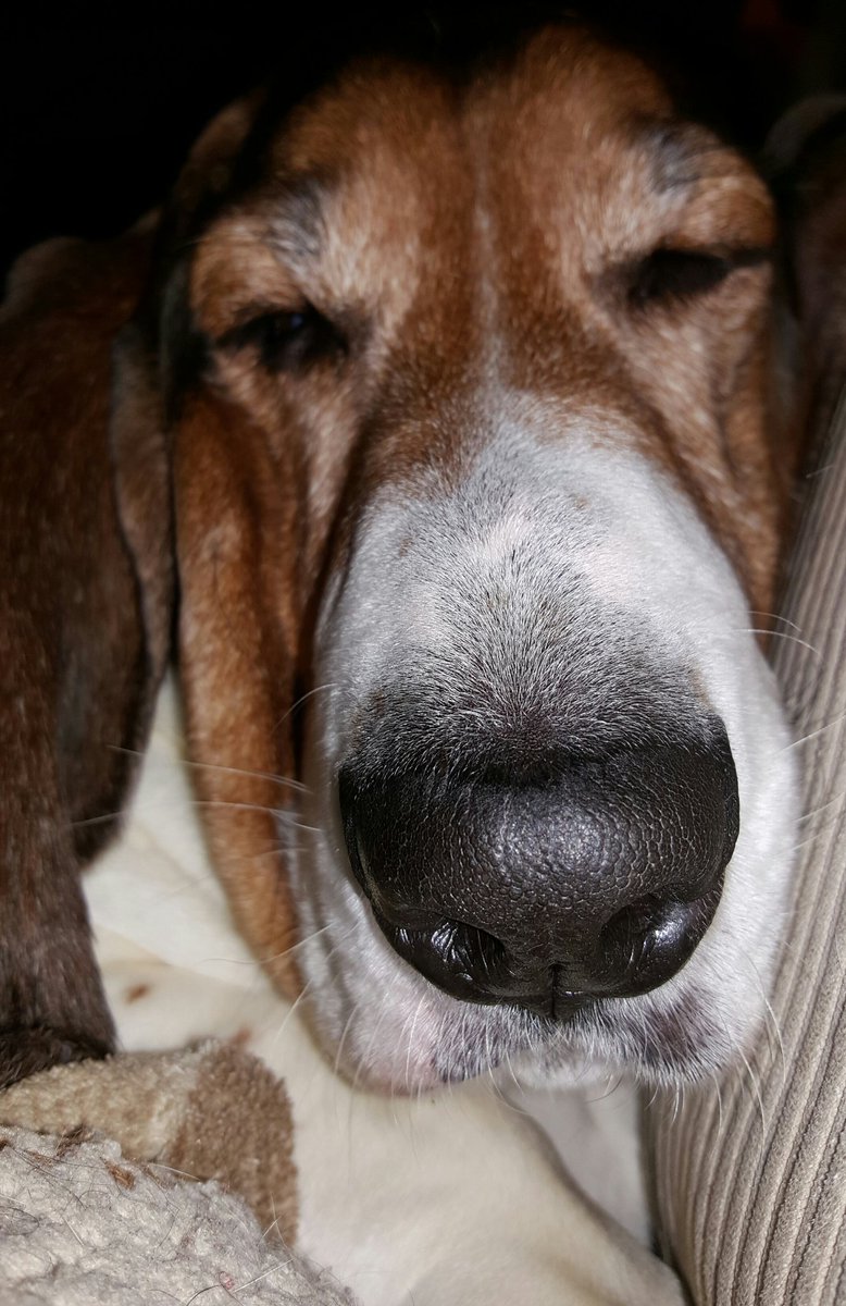graciemaebeagle's tweet photo. Calm down, Roscoe. Sheeesh!   😂 https://t.co/kxWdvXduDy