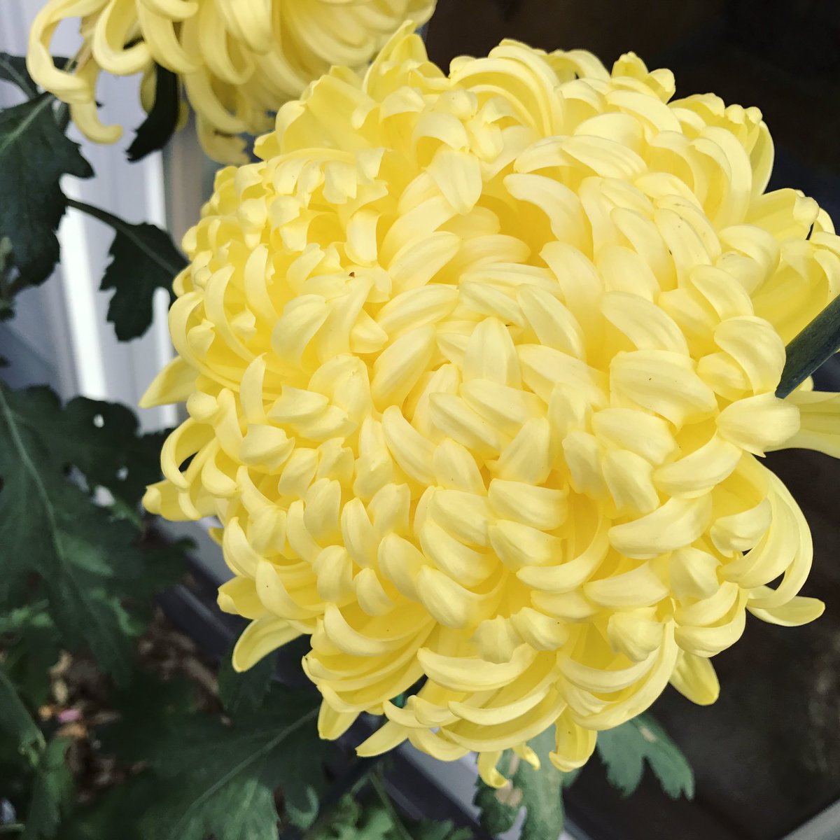 thebloomingfarm's tweet photo. Placed my #chrysanthemum order this week! Should have a lot more this fall! #heirloommum #fallmum https://t.co/PyIk9tdUxP