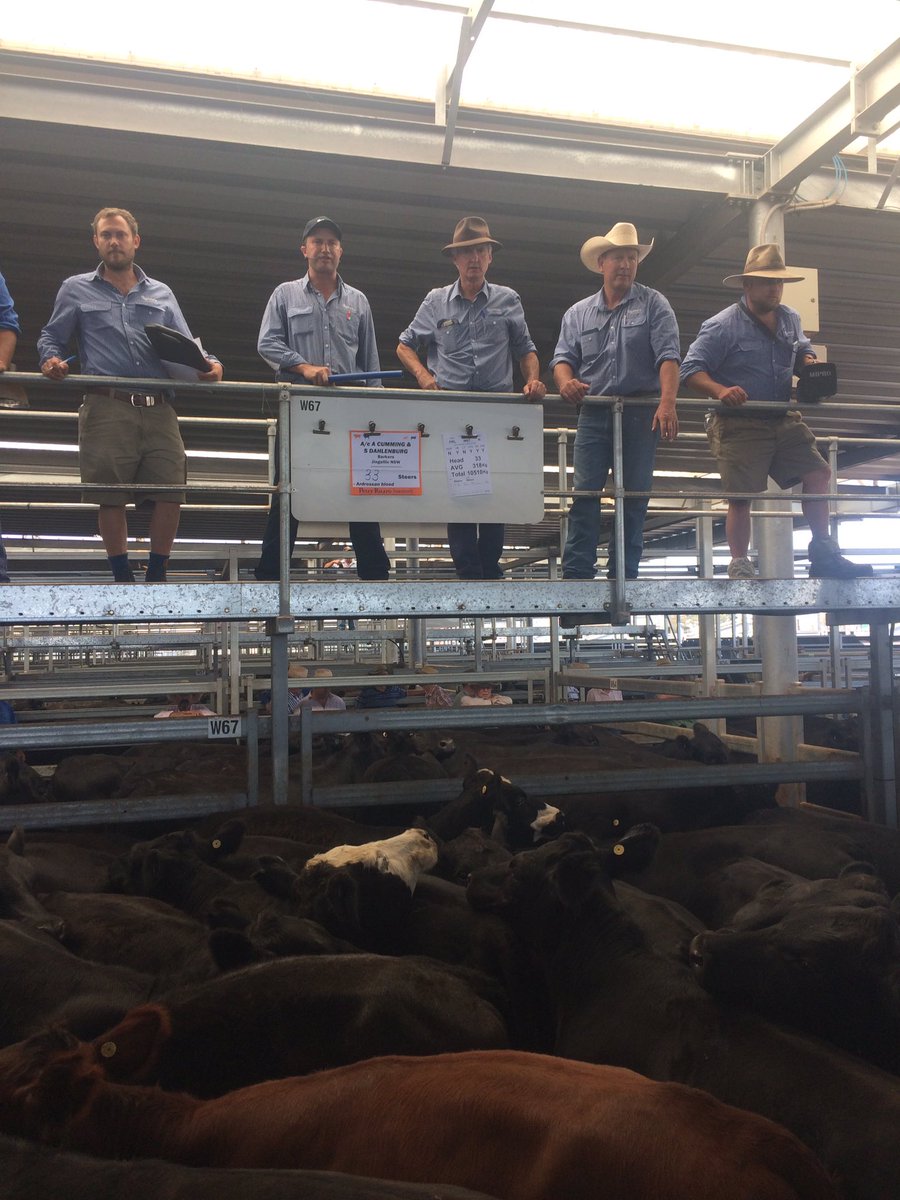 Sale strong at NVLX plenty of weaner steers  selling above 410c/kg <a href="/ben_thomas01/">Ben Thomas</a>