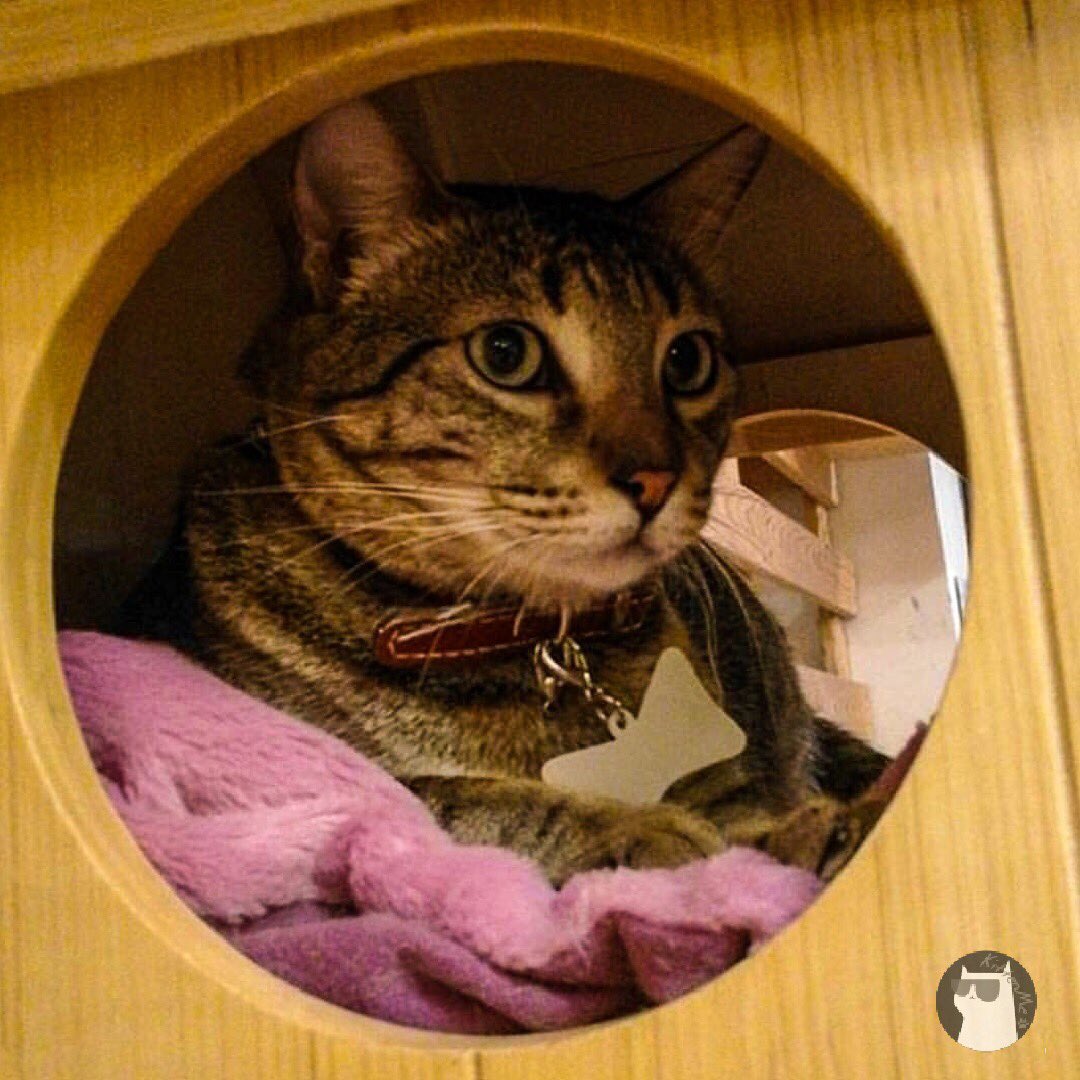 kittenmeco's tweet photo. This one is a handsome cat. ❤
The place where all things cats.
https://t.co/Ueb0i2mTsF
#cat #cats #kittenme #catlovers #catlady #catlife https://t.co/XHunNxdNrd