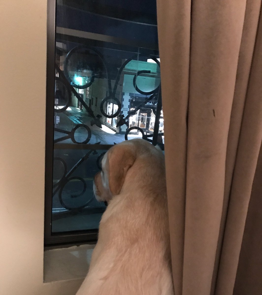 skeadasm's tweet photo. when your dog is expecting more visitors than you. https://t.co/RH9I2k48rG