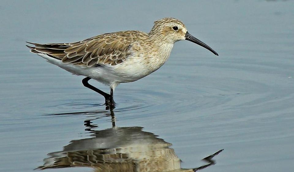 HTMumbai's tweet photo. Mumbai region has a quarter of India’s bird species: new pocket guide, reports @SnehalFerns https://t.co/2ud3JeEgz6 https://t.co/yik0U9Ml7b