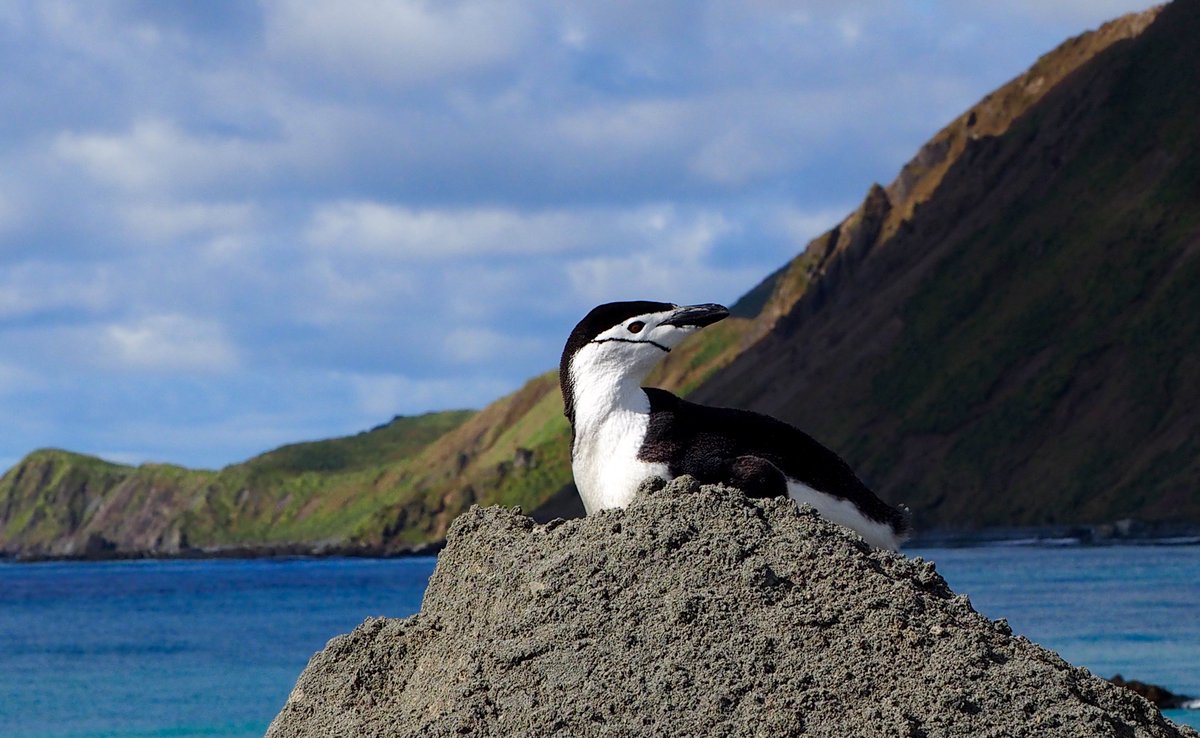 #MacquarieIsland had a rare visitor today with a #chinstrap #penguin dropping by - one of only six spotted in the past 20 years.