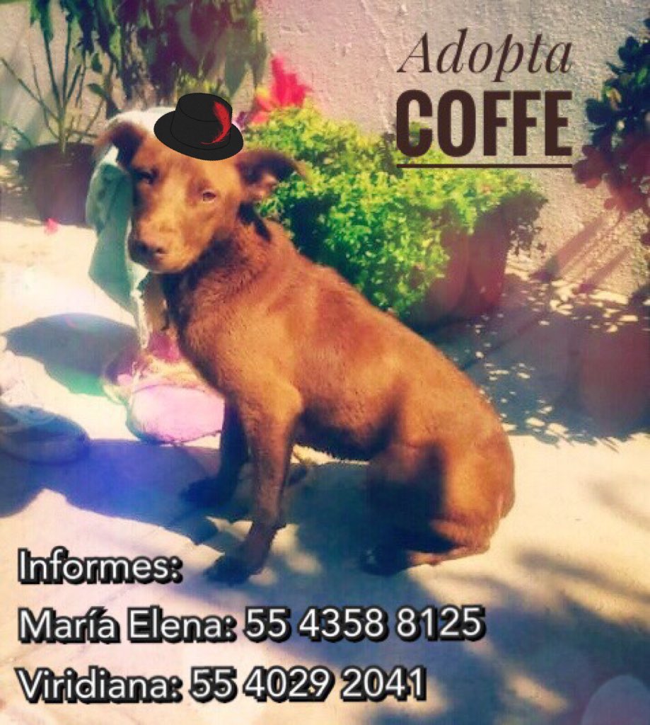 humana_harley's tweet photo. Coffe 10meses aprox talla mediana/chica amoroso le urge encontrar hogar nos ayudan con RT? https://t.co/eNuzja7UXM