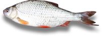 ian_ellison2's tweet photo. My Latest Catch! a 1lb 9oz Roach #Carpcraft get it for free here > https://t.co/cSFyNlVLzQ@ https://t.co/g8n9ReHRoQ