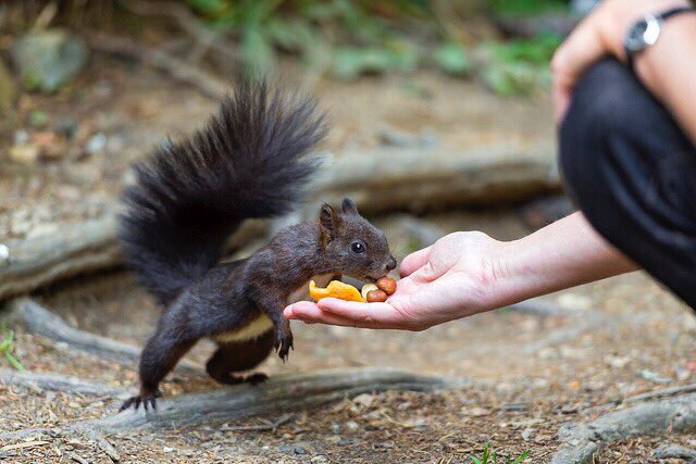 SquirrelBeebz tweet picture