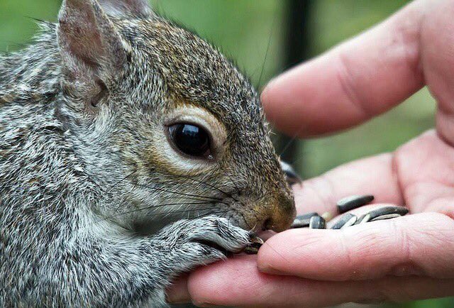 SquirrelBeebz tweet picture