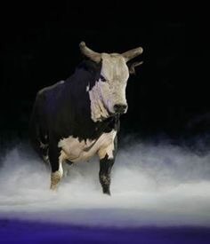 therodeotrail's tweet image. Who remembers Reindeer Dippin? #RodeoChat