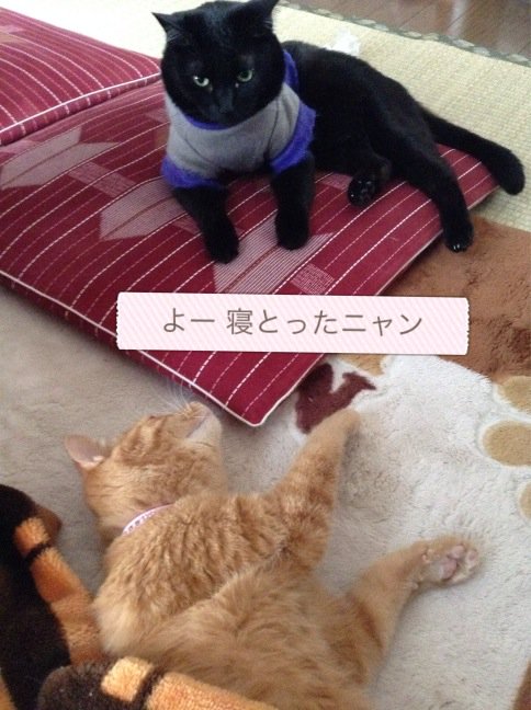 ninnin8948's tweet photo. #よー 寝とったニャン #Labelbox @labelboxapp視線を感じて目を覚ます😸 https://t.co/muRdJEP6iI