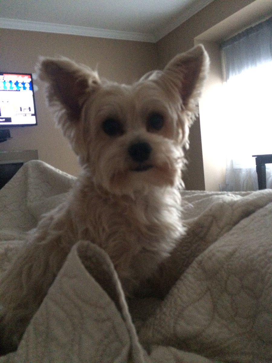 AestheticLaserj's tweet photo. #Princewinston #furkid #BigW https://t.co/eVFD8BMNxZ