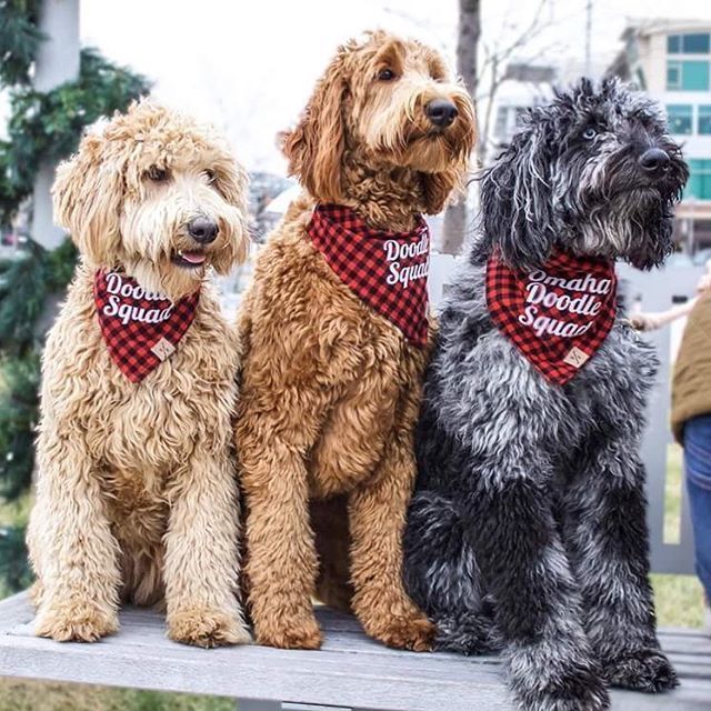 Awdogs's tweet photo. Cutie πΆ@tess_goldendoodle ππβ¨ Santa? Is that you?!? π
ππ
*
*
*
*
*
*
*
#Awdogs #Awdog #Dog β¦ https://t.co/84OUvF8I45 https://t.co/ykbgSpBOj2