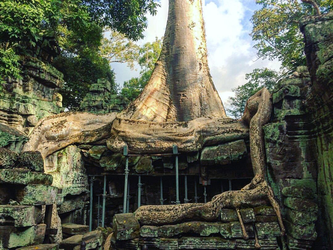 This is a 300 year old silk-cotton tree with snake-like roots found in Ta Prohm. #Cambodia #adiaryofmisadventures 
📷: <a href="/MikoTabuena/">Miko Tabuena</a>