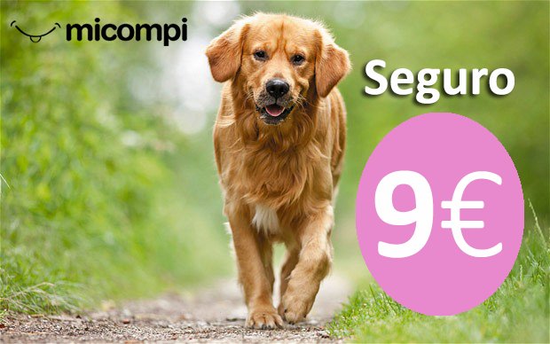 MicompiCom's tweet image. ¡ASEGURA a TU PERRO desde 9€/mes! 
👉 micompi.com 👈
▪ Ahorra hasta 2.000€ en Veterinarios
▪ Elige tu Veterinario