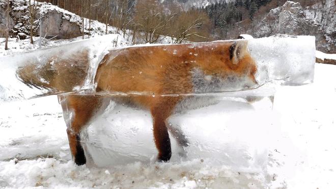 amauryguibert's tweet photo. Si votre journée a mal commencé, pensez donc à ce renard qui a voulu traverser le Danube à la nage... #FoxOnTheRocks https://t.co/Lz6XbW7bdV