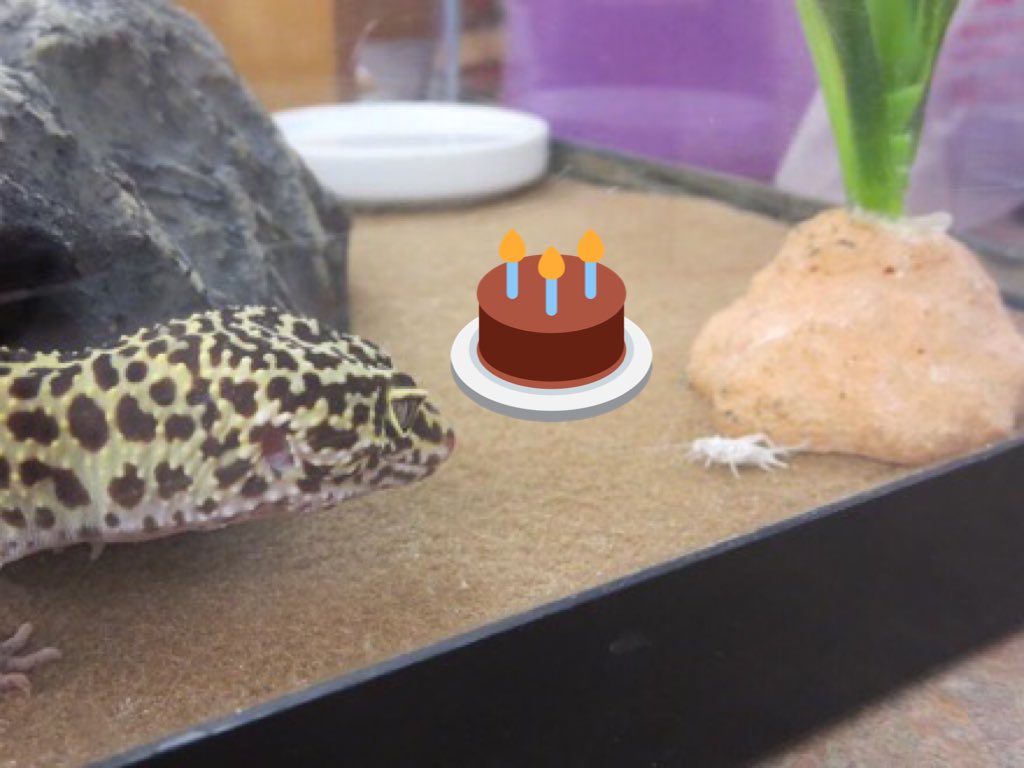 SchlowLibrary's tweet photo. #HappyBirthday #LucyTheLibraryLizard! You're a gift to us EVERY day! π https://t.co/PjzL6xsRl9