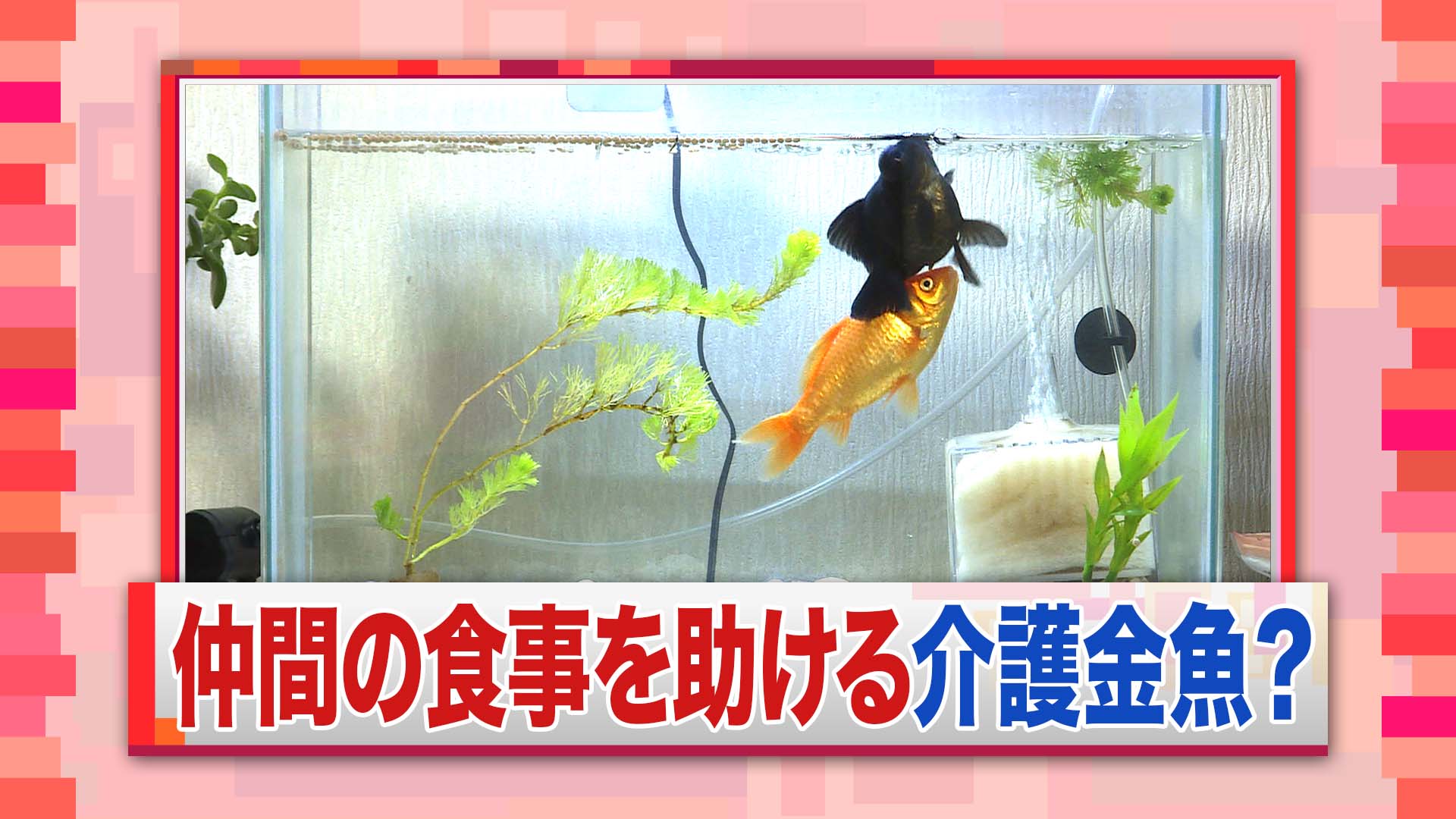 羽鳥慎一モーニングショー 本日1 13放送 仲間の出目金を手助け 話題の介護金魚とは 北海道で飼われている赤い金魚 リボンちゃんと黒い金魚 デメちゃん 昨年１１月からデメちゃんが水槽の底に横たわり動けなくなりました 餌を食べる時デメちゃんを