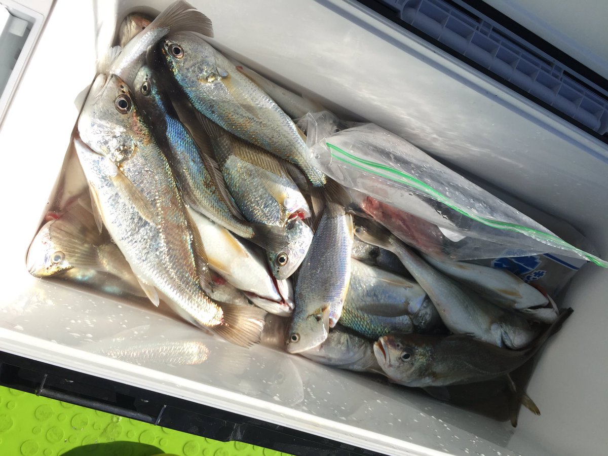 そらなさゆり 釣りが生業の人 つりタメご視聴ありがとうございました お刺身食べ比べや 砂糖締めのイシモチユッケ ハットリ君作のカマボコならぬボコボコ 色んなお料理に変身してくれたイシモチ君に感謝 全部美味しかった 動画はここから観てね そらなさゆり 釣りが生業の人 つりタメご視聴ありがとうございました お刺身食べ比べや 砂糖締めのイシモチユッケ ハットリ君作のカマボコならぬボコボコ 色んなお料理に変身してくれたイシモチ君に感謝 全部美味しかった 動画はここから観てね