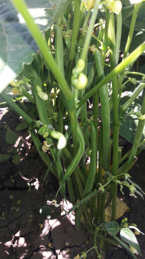 markgrown's tweet image. Frenchbeans ready for harvest...order now.
