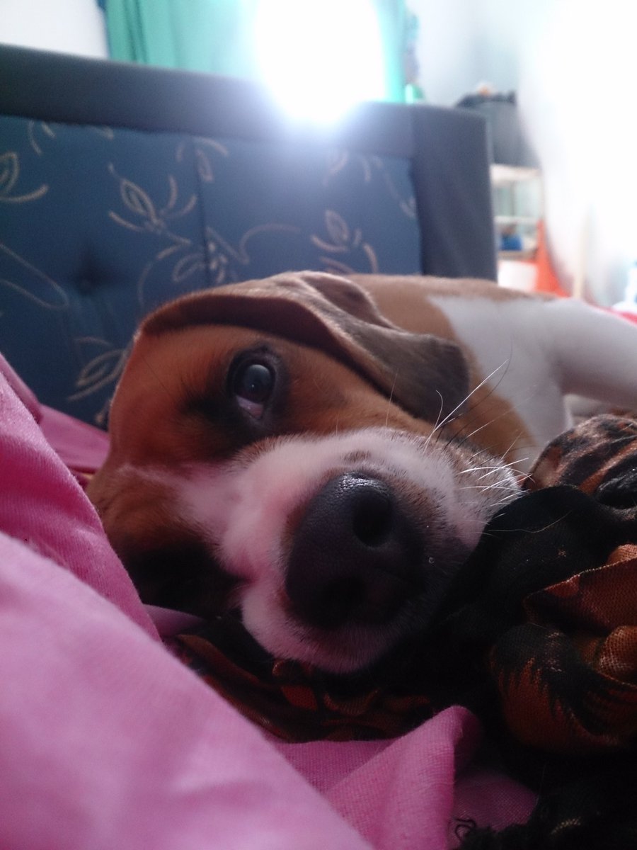 arakitarimba's tweet photo. @redbullracing Me and my pup don't know what to do without #F1... *sigh
#boredF1fans #BoredFans #BoredDrivers https://t.co/X2C457H0kX