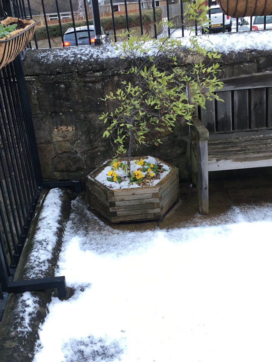gateslibraries's tweet photo. #whickhamlibrary garden is looking pretty in the #snow #gateshead #nesnow @FriendsWhLibGdn #winter ❄️ https://t.co/0ZLHmzcRlV