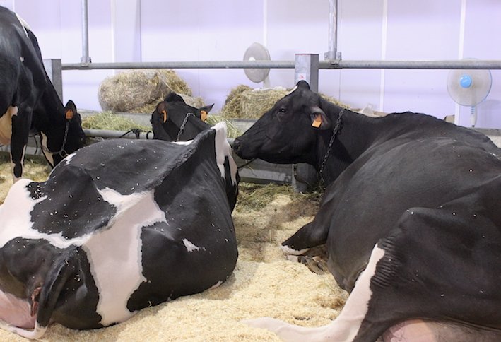 newsageagro's tweet photo. newsageagro.it - https://t.co/drODtMVXKK #zootecnia
Pronta #Bovimac, @fieramillenaria di Gonzaga per i #bovini, convegno #Confai sul #fisco https://t.co/EUggKZOjdG