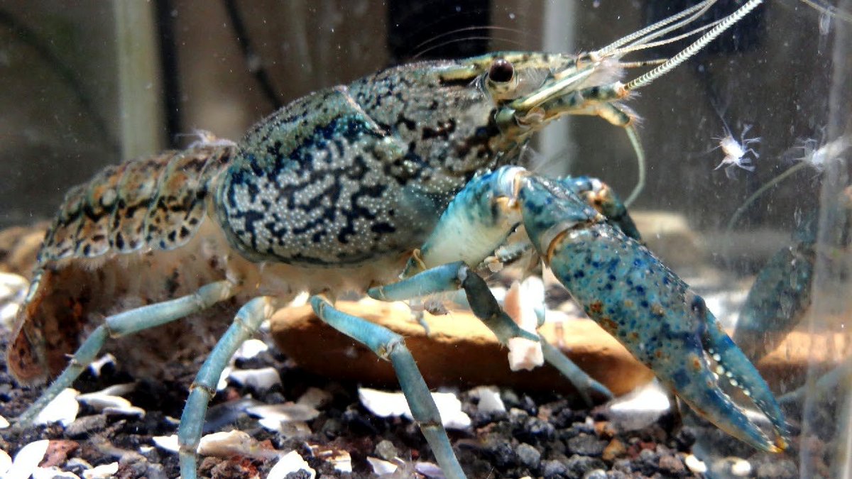 Clayswamp クレイスワンプ カルシウム強化餌の紹介です 小型種と言われているミステリークレイフィッシュですがこの ハサミの大きさ しかも産卵後 赤ちゃん見えますか なのにこの立ち姿 腹を底に付けることなくでシャキッと立つ コレが良い個体です