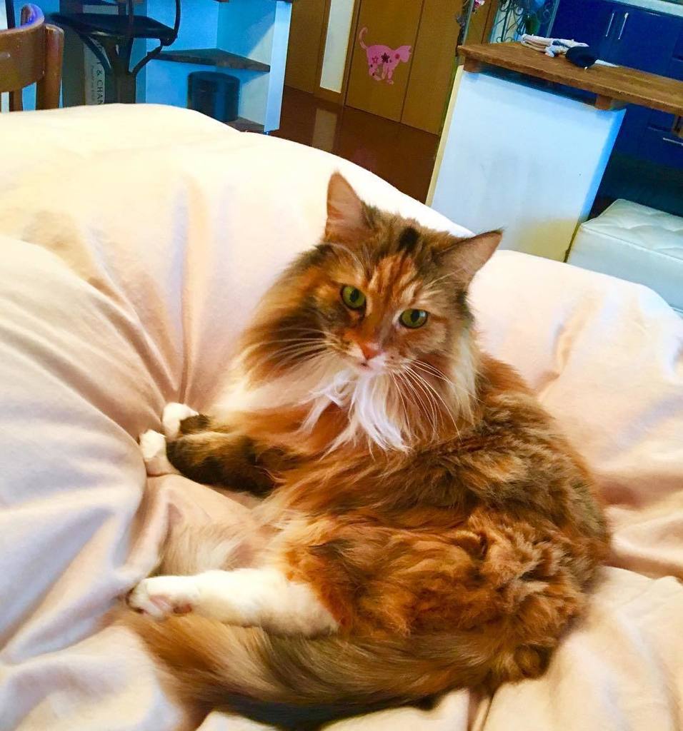 脊山麻理子 布団乾燥機をかけた羽毛布団でお昼寝みるくぽん みるくぽん 愛猫 Milkpon 毎日可愛すぎる 好きすぎる 女の子 お布団ぽん Lovecat Maincoon T Co 0yzb6ux1hl