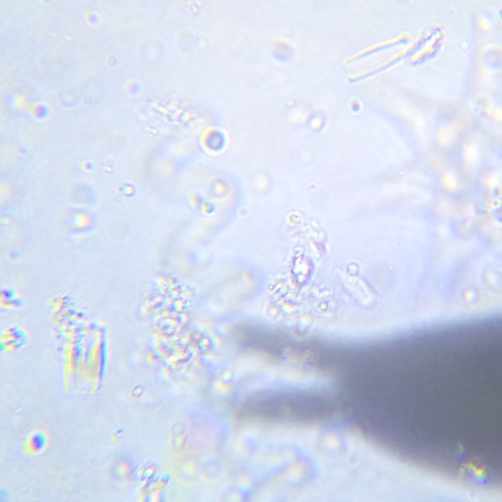 Mike Allen π¨βπ¬ (@mike_j_allen) on Twitter photo Final day of the Algal Conversion Workshop, sampling the lakes.... Lovely Vietnamese algae on the #microbescope w. <a href="/ChuckGroup/">ChuckGroup</a> Final day of the Algal Conversion Workshop, sampling the lakes.... Lovely Vietnamese algae on the #microbescope w. <a href="/ChuckGroup/">ChuckGroup</a>