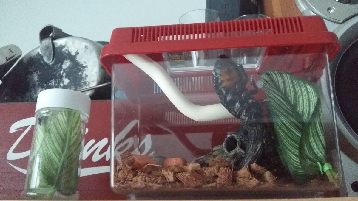 HsAranea's tweet photo. Shelob and Gilbert, mamas little guys ❤ Itsys journey here ended yesterday, she is in a better place now. https://t.co/czgaSS25FQ