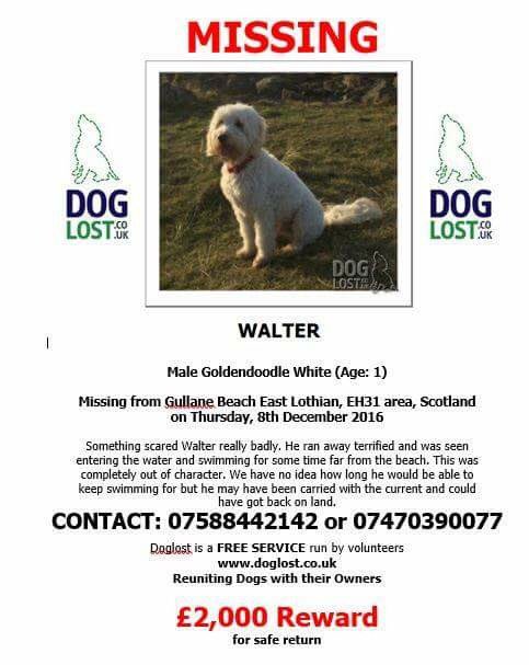 dugsNpubs's tweet photo. Help #findwalter He's part of our Dugs community. Let's get the pup home. Possible sighting in Leith yesterday... https://t.co/piyKR9CUK9